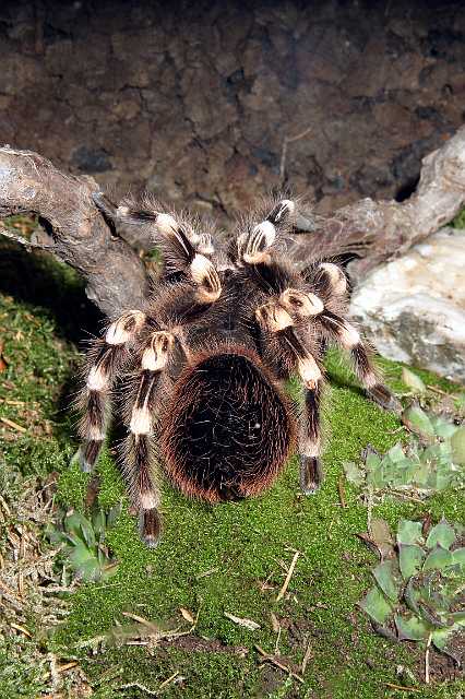 FH_TR_2493(Acanthoscurria geniculata).jpg - Acanthoscurria geniculata